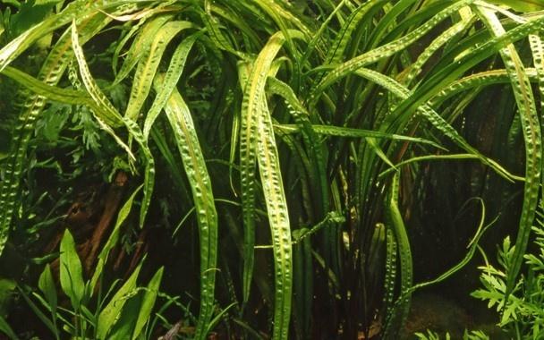 Tropica Cryptocoryne crispatula - Pot, Dieren en Toebehoren, Vissen | Aquaria en Toebehoren, Nieuw, Verzenden