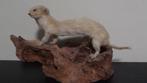 Hermine Support de corps entier pour taxidermie - mustela, Nieuw