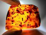 FOSSIL, incroyable ! Ambre dominicain - 120 carats- 24 g