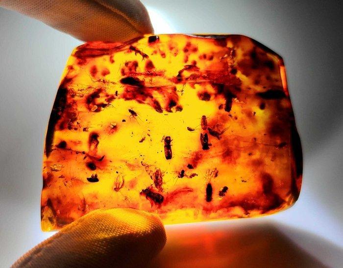FOSSIL, incroyable ! Ambre dominicain - 120 carats- 24 g, Collections, Minéraux & Fossiles