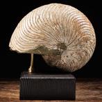 Fossiele Nautilus - Fossiel fragment - Cymatoceras sp. -