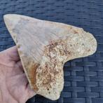 Grand requin mégalodon à dents ultra dentelées de haute