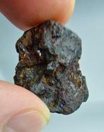 Pallasiet meteoriet, NWA 16774. Geen minimumprijs. - 12.7 g