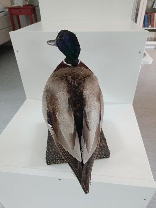 Mallard Taxidermie volledige montage - Anas platyrhynchos -, Verzamelen, Dierenverzamelingen