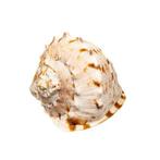 1a Wahl $$$ Hoornshelm - Helmschnecke - Skelet - Cassis, Verzamelen, Nieuw