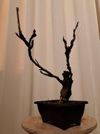 Wisteria bonsai - Hauteur (arbre) : 25 cm - Profondeur