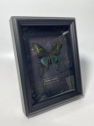 Vlinder Taxidermie volledige montage - Papilio maackii - 23 beschikbaar voor biedingen