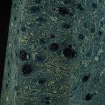 Weelderige Kambaba Jasper Obelisk - Giant Mineral Point -