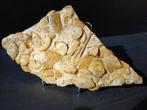 Ammonite - Animal fossilisé - Leioceras opalinum, Leioceras