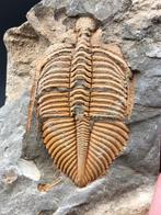 Trilobiet - Gefossiliseerd dier - Coronocephalus - 7 cm - 5, Collections