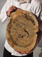 Fossiel hout - Gefossiliseerd hout - 47 cm