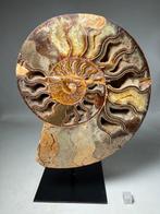 Prachtige grote ammoniet. - Gefossiliseerde schelp -, Verzamelen