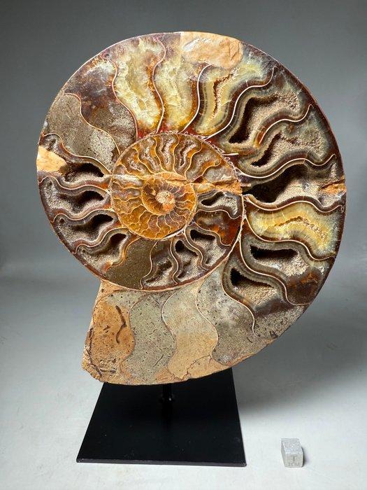 Prachtige grote ammoniet. - Gefossiliseerde schelp -, Verzamelen, Mineralen en Fossielen