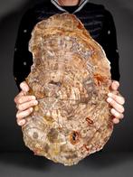 Geweldig fossiel houtschijfje - Gefossiliseerde plant - 52.5, Verzamelen