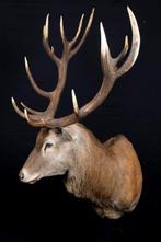 Hert Taxidermie volledige montage - Cervus elaphus - 2 m - 2, Verzamelen, Dierenverzamelingen, Nieuw