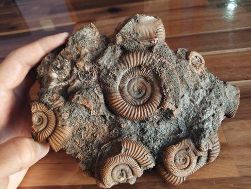 Ammoniet - Gefossiliseerde schelp - Dactylioceras athleticum, Verzamelen, Mineralen en Fossielen