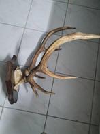 Hert Gewei - Ramure de cerf - 50 cm - 50 cm - 45 cm - (1), Nieuw