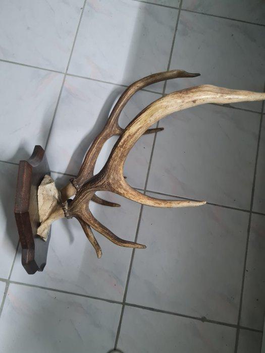 Hert Gewei - Ramure de cerf - 50 cm - 50 cm - 45 cm - (1), Verzamelen, Dierenverzamelingen