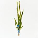 Vallisneria giganthea rubra - aquariumplant, Nieuw, Ophalen of Verzenden