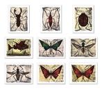 Bernard Buffet (1928-1999), daprès - Série sur les Insectes