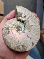Ammonite arc-en-ciel opale rare - 10.5×8.5×2.5 cm - 258 g