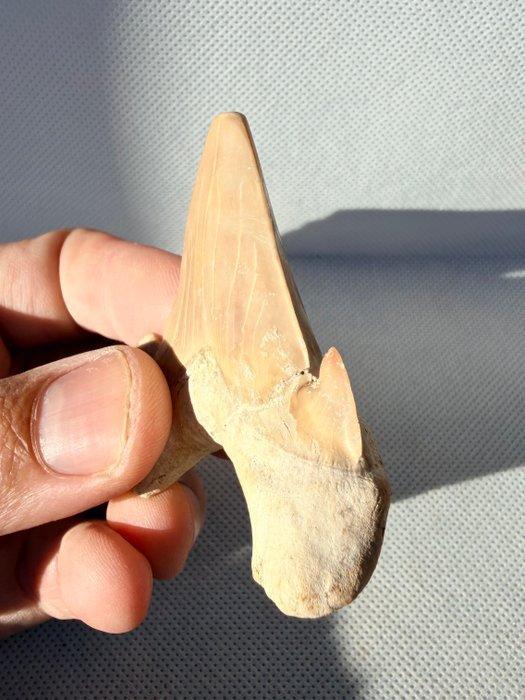 Haai - Fossiele tand - Otodus obliquus - 6.5 cm (Zonder, Verzamelen, Mineralen en Fossielen