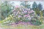 Dmitry Kostylew (1976-) - Rhododendrons au Jardin Botanique