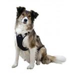 Hondentuig pulsive, zwart, nek 36-50 cm, buik 46-60cm -, Dieren en Toebehoren, Honden-accessoires, Nieuw