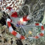 Stenopus Hispidus (Kappersgarnaal), Dieren en Toebehoren