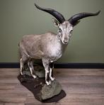 Blauwschaap Taxidermie Opgezette Dieren By Max, Verzamelen, Dierenverzamelingen, Ophalen of Verzenden, Nieuw, Wild dier, Opgezet dier