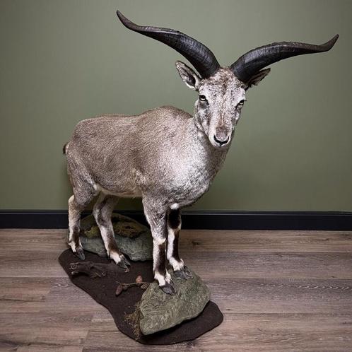 Blauwschaap Taxidermie Opgezette Dieren By Max, Verzamelen, Dierenverzamelingen, Opgezet dier, Nieuw, Wild dier, Ophalen of Verzenden