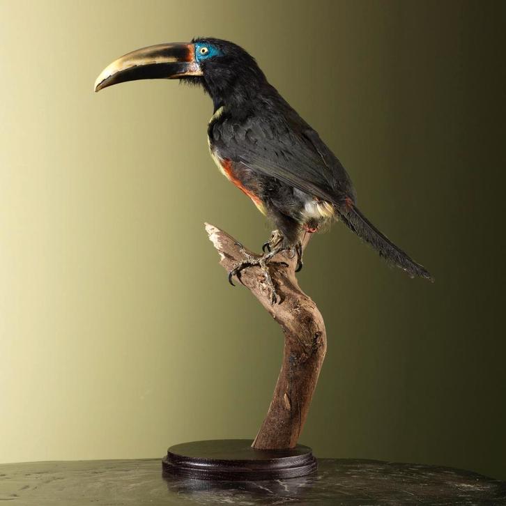 Arassari Taxidermie Opgezette Dieren By Max, Verzamelen, Dierenverzamelingen, Opgezet dier, Nieuw, Vogel, Ophalen of Verzenden
