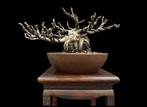 Vijgenboom bonsai (Ficus) - Hoogte (boom): 45 cm - Diepte, Antiquités & Art, Art | Peinture | Classique