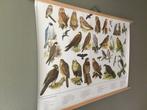 Schoolplaat poster “ Roofvogels en Uilen “ - Slijper -