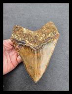 Megalodon - Fossiele tanden - 146 mm - 116 mm