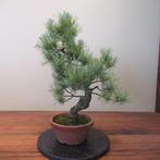 Pinus parviflora - Hauteur (arbre) : 46 cm - Profondeur