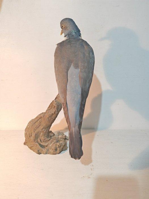 Houtduif Taxidermie volledige montage - Columba palumbus -, Verzamelen, Dierenverzamelingen