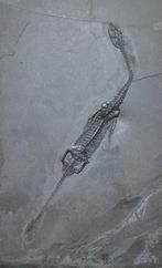 Fossiel - Fossiele matrix - Keichousaurus sp - 22.5 cm -