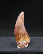 Carcharodontosaurus - Fossiele tanden - Carcharodontosaurus, Verzamelen