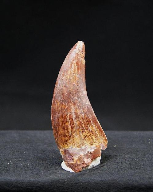 Carcharodontosaurus - Fossiele tanden - Carcharodontosaurus, Verzamelen, Mineralen en Fossielen