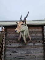 Antilope Éland XXL - Support dépaule pour taxidermie -, Antiek en Kunst