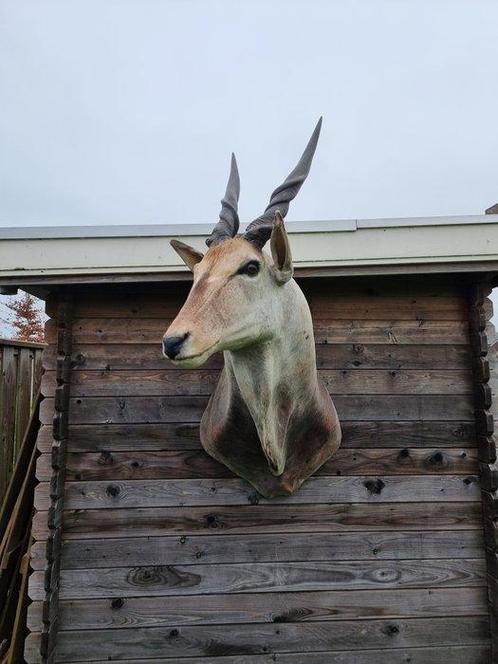 Antilope Éland XXL - Support dépaule pour taxidermie -, Antiek en Kunst, Kunst | Designobjecten