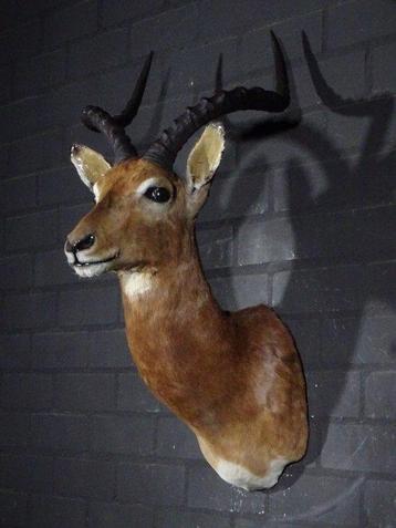 Impala Support mural pour taxidermie - Aepyceros melampus -