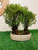 Syzygium - Hoogte (boom): 24 cm - Diepte (boom): 28 cm -, Antiek en Kunst