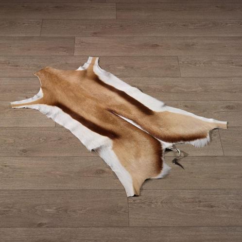Springbok huid Taxidermie Opgezette Dieren By Max, Verzamelen, Dierenverzamelingen, Opgezet dier, Nieuw, Wild dier, Ophalen of Verzenden