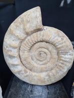 HUGE! Ammonite Perisphinctes - Hoogte: 370 mm - Breedte: 320, Collections