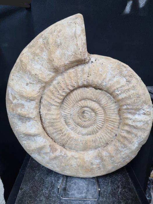 HUGE! Ammonite Perisphinctes - Hoogte: 370 mm - Breedte: 320, Collections, Minéraux & Fossiles