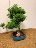 Bonsaï Pin des Bouddhistes (Podocarpus macrophyllus) -