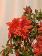 Azalea Bonsai - Hoogte (boom): 28 cm - Diepte (boom): 20 cm