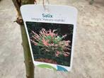 Sierstammen - Salixstam (x10), Jardin & Terrasse, Plantes | Arbres